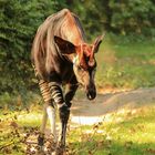 Okapi im Kölner Zoo