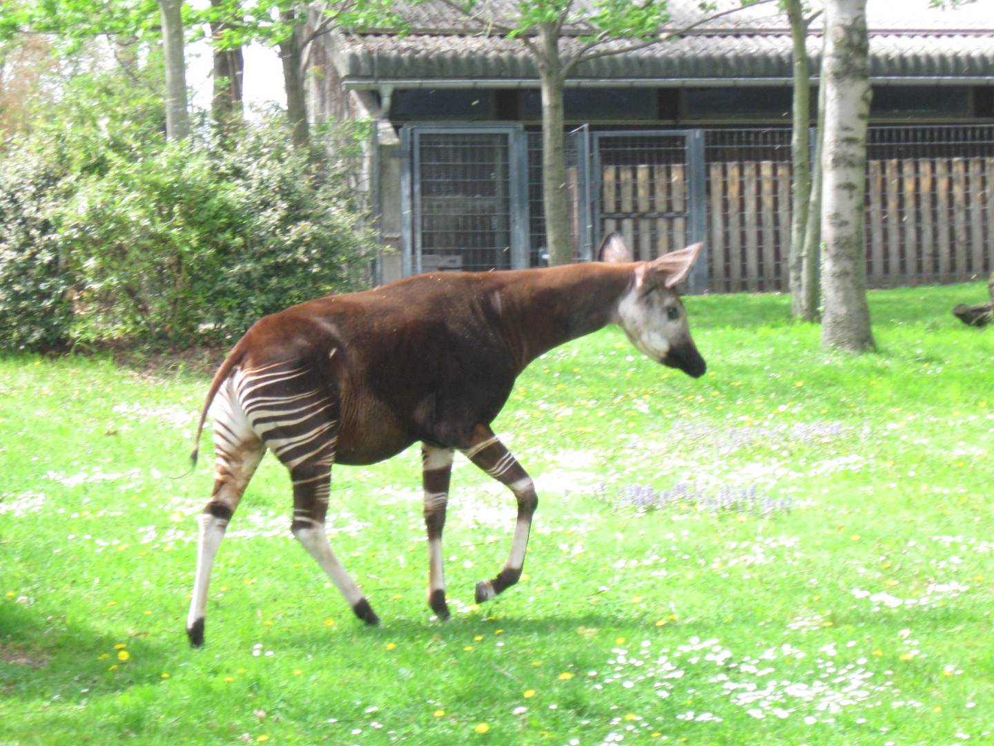 Okapi in Aktion :Ein Okapi