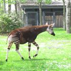 Okapi in Aktion :Ein Okapi