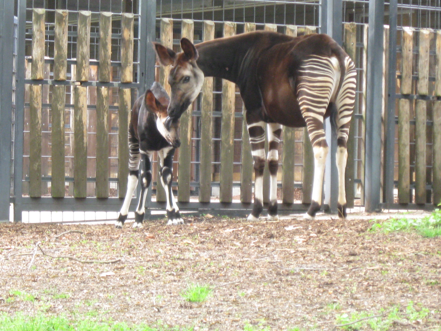 Okapi mit Jungem
