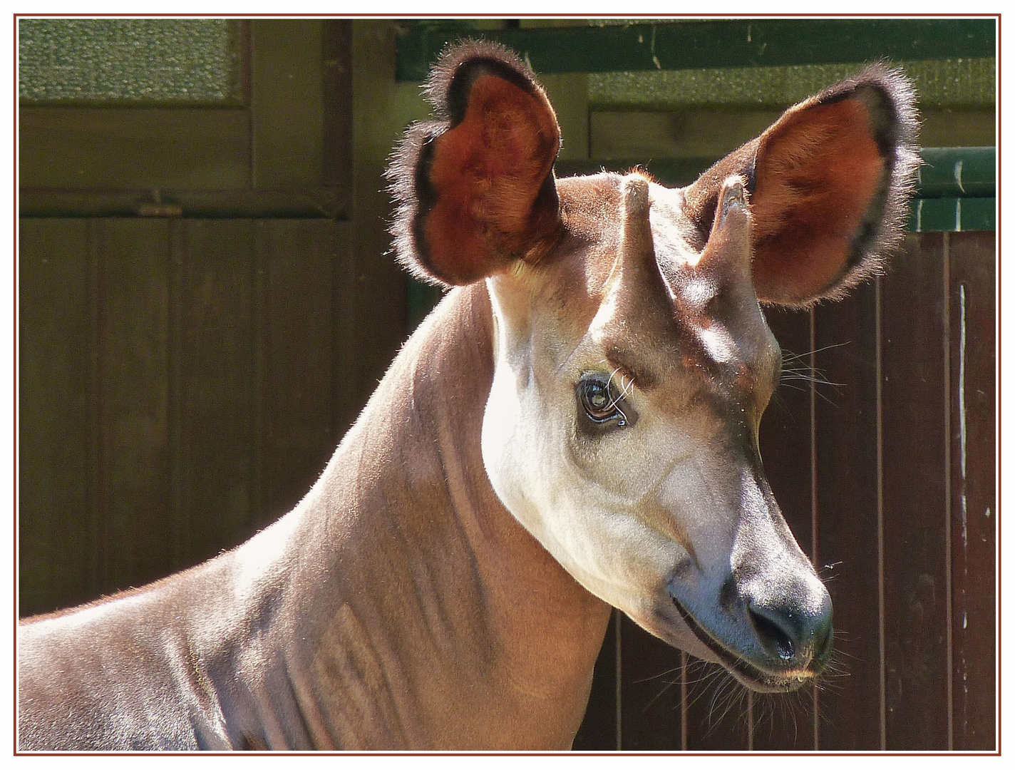 Okapi Portrait