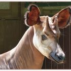 Okapi Portrait