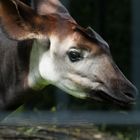 Okapi_10 (1 von 1)