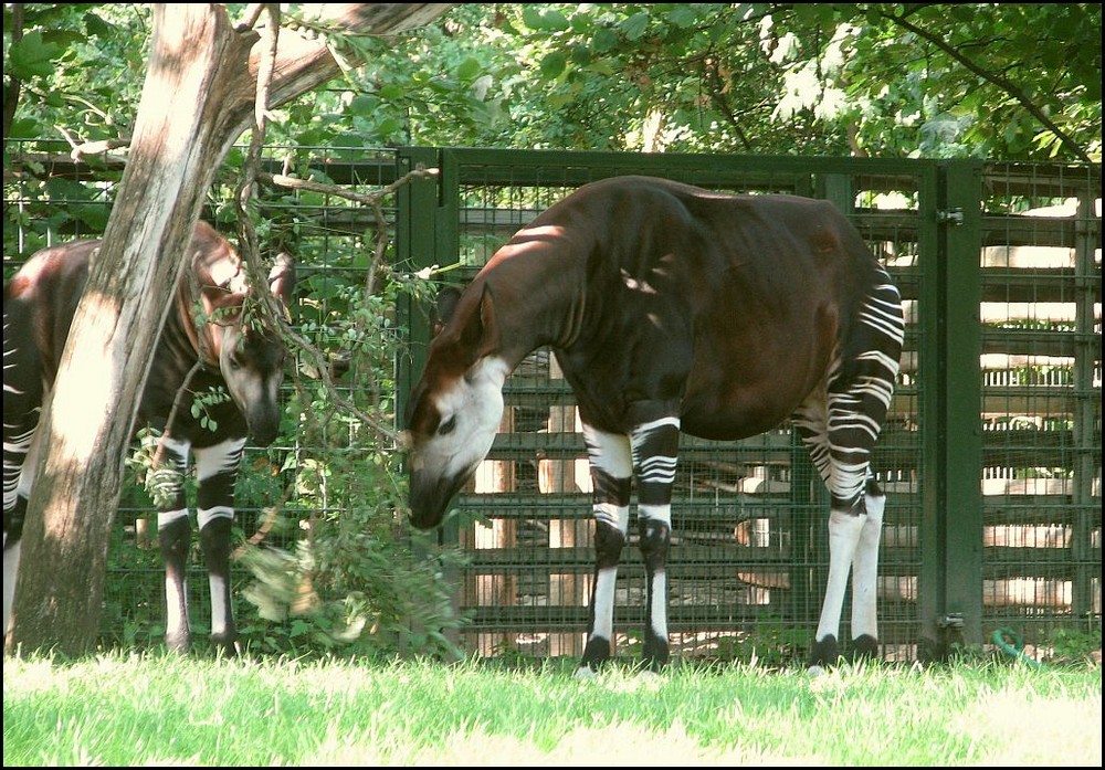 Okapi's