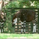 Okapi's