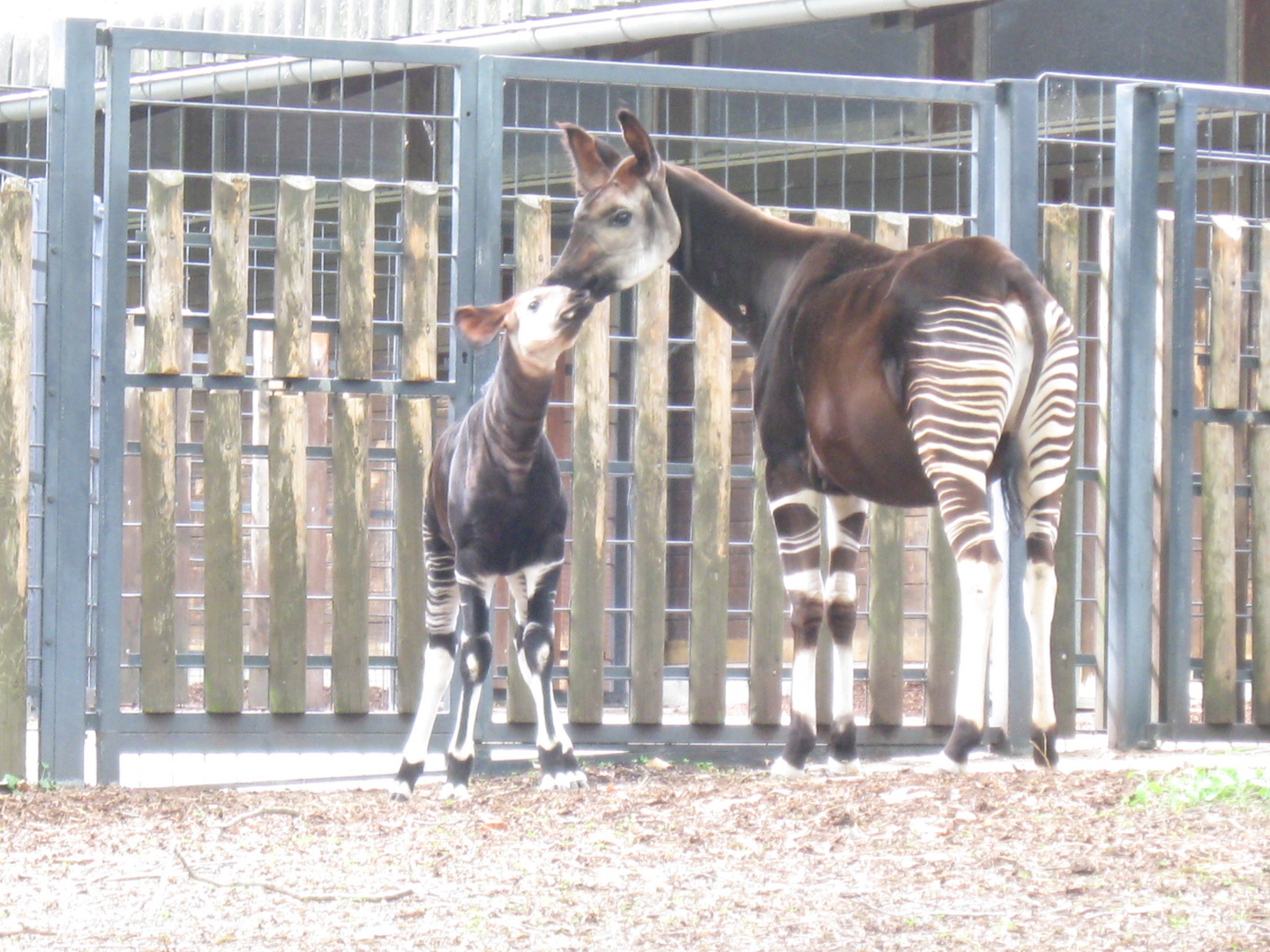 Okapis