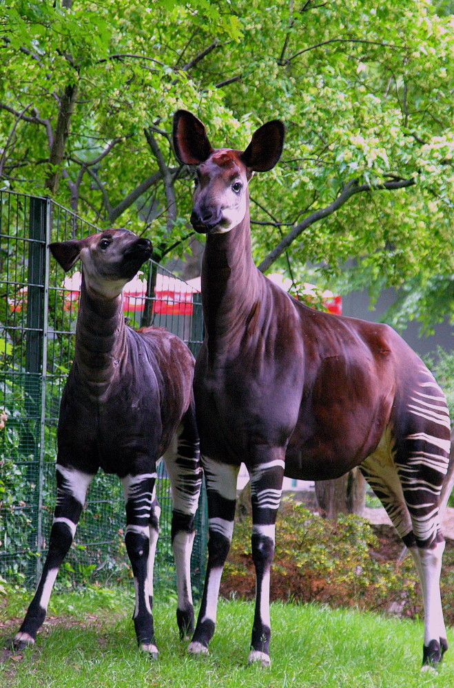 Okapis "Batouri & Jemima" (Okapia johnstoni)