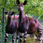 Okapis "Batouri & Jemima" (Okapia johnstoni)