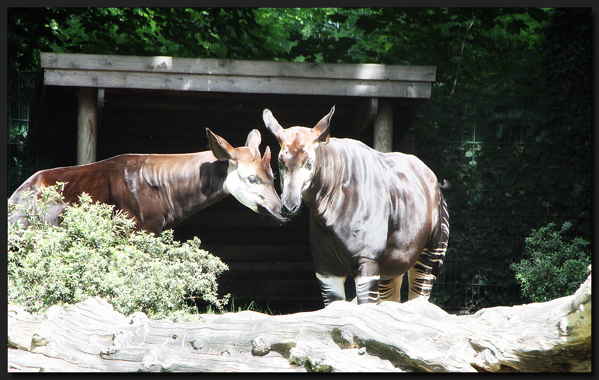 ...OKAPI...Wunder der Natur...