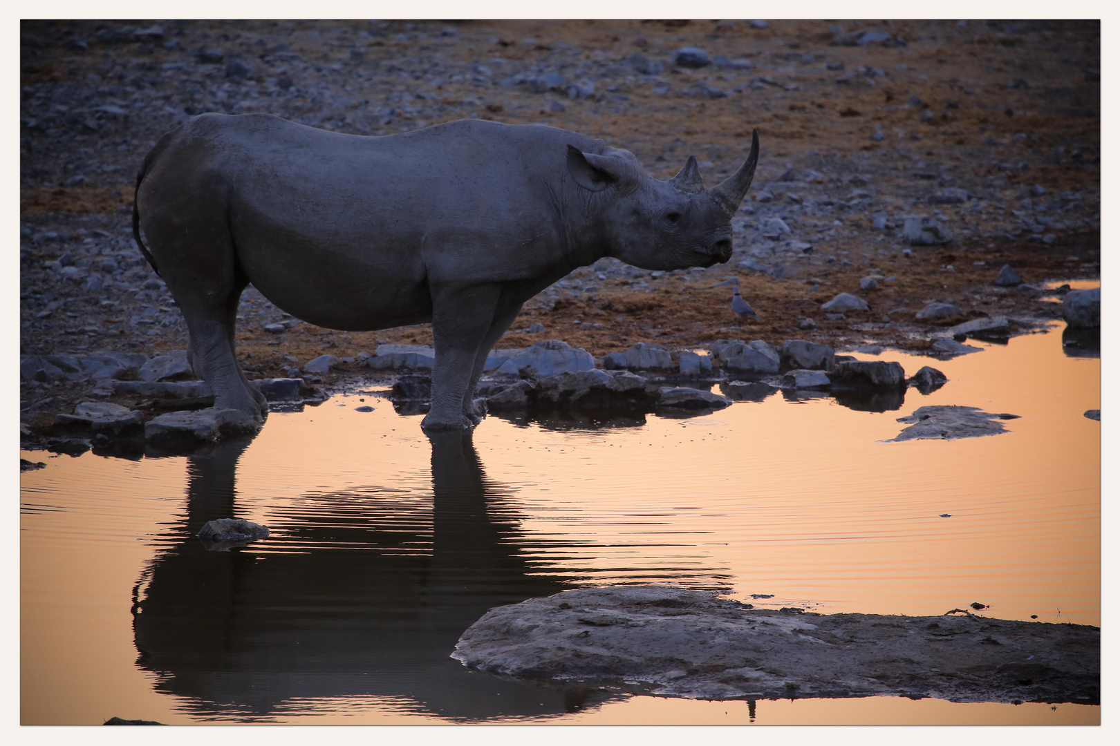 Okaukuejo Black Rhino