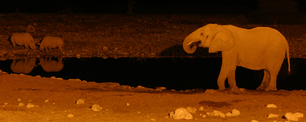 Okaukuejo  (Etosha National Park)