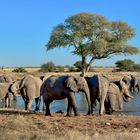 Okaukuejo, Etosha Nationalpark