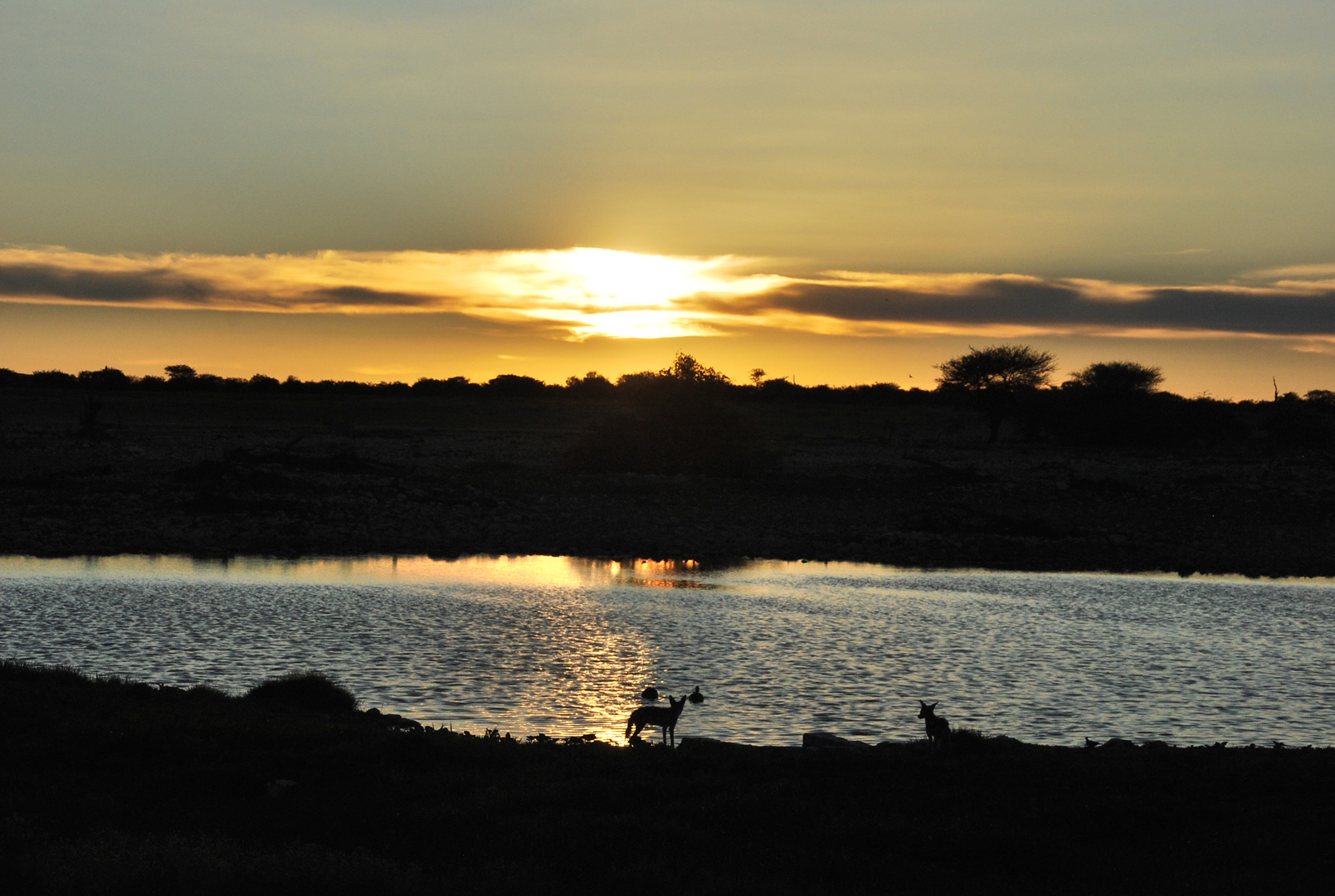 Okaukuejo Waterhole