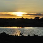 Okaukuejo Waterhole