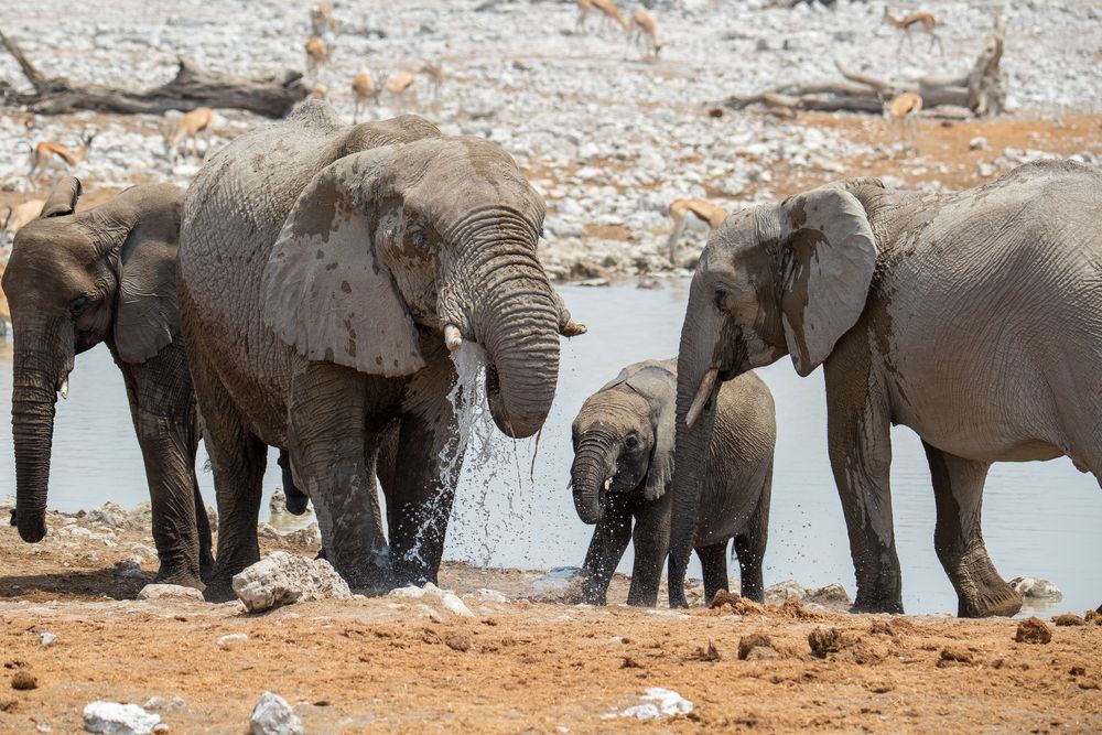 Okaukuejo Waterhole