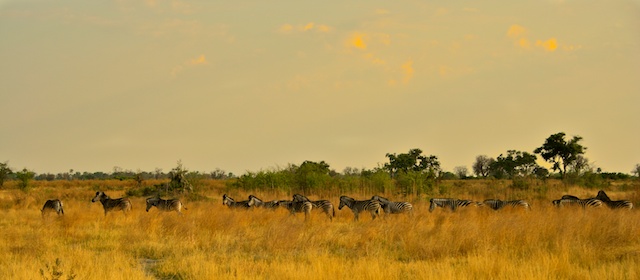 Okavango 1