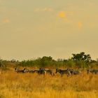 Okavango 1