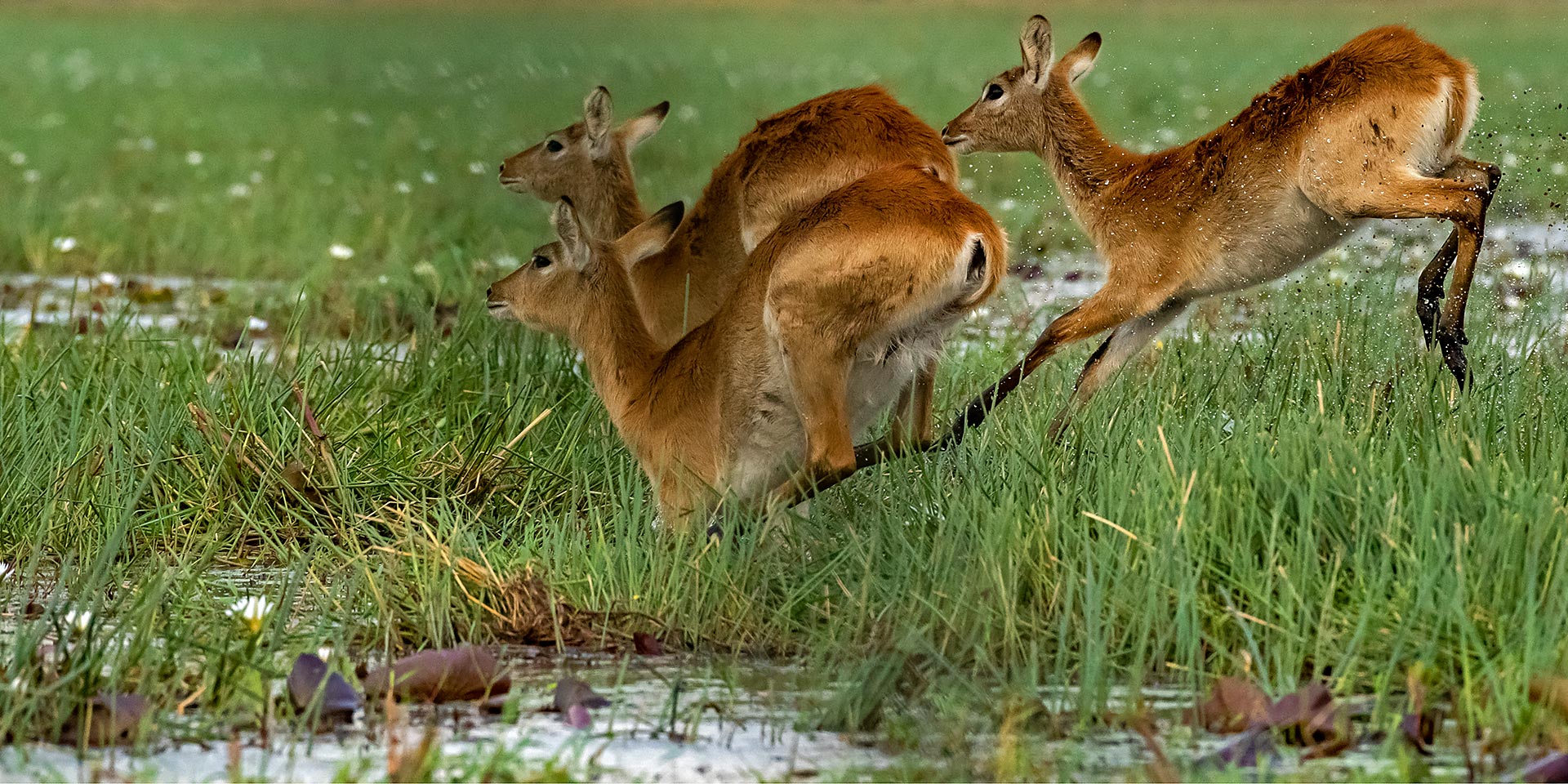 Okavango