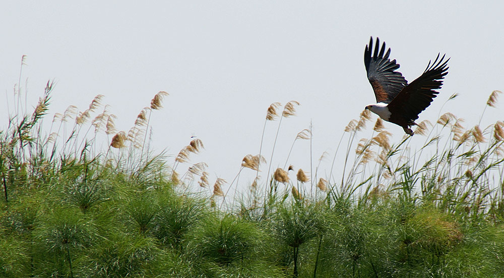 Okavango