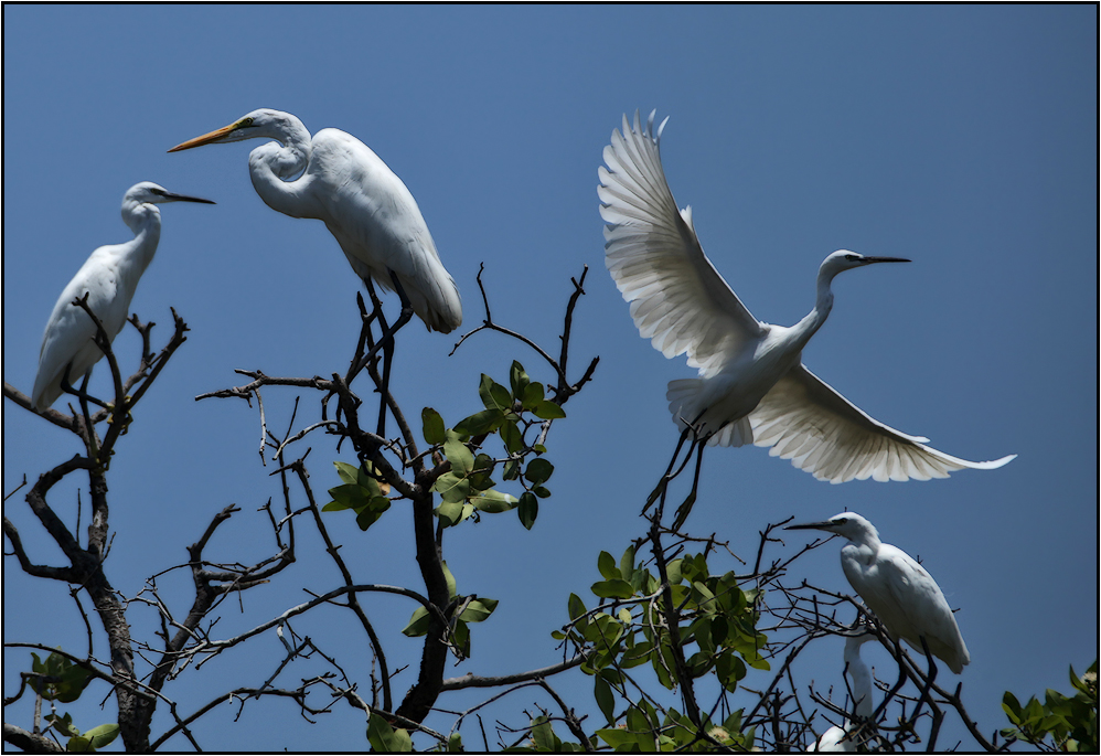 OKAVANGO