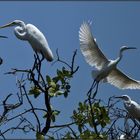 OKAVANGO