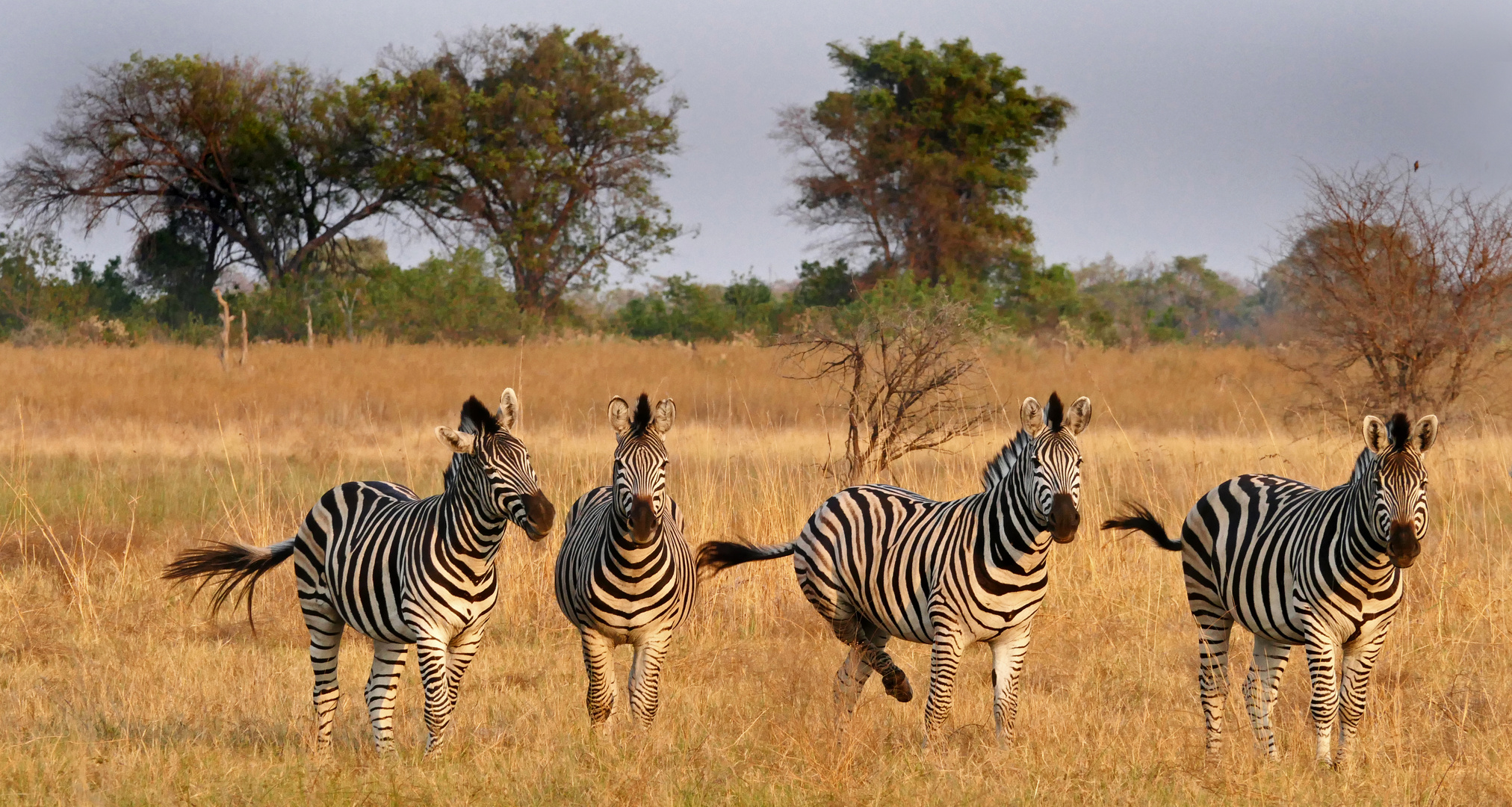 Okavango 