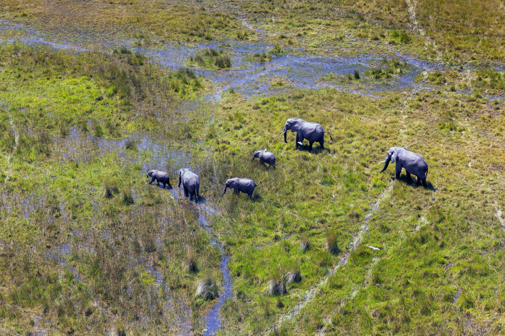 Okavango 