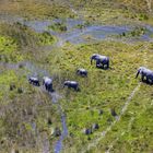 Okavango 