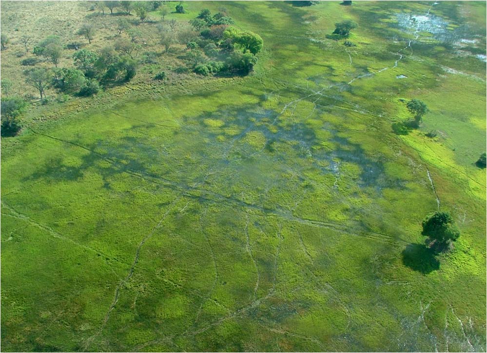 Okavango-Delta - 1