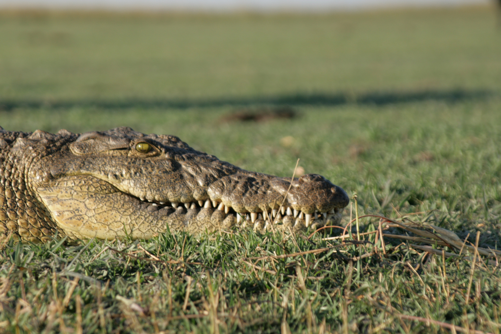 Okavango Delta