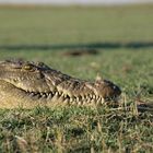 Okavango Delta