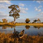 Okavango-Delta