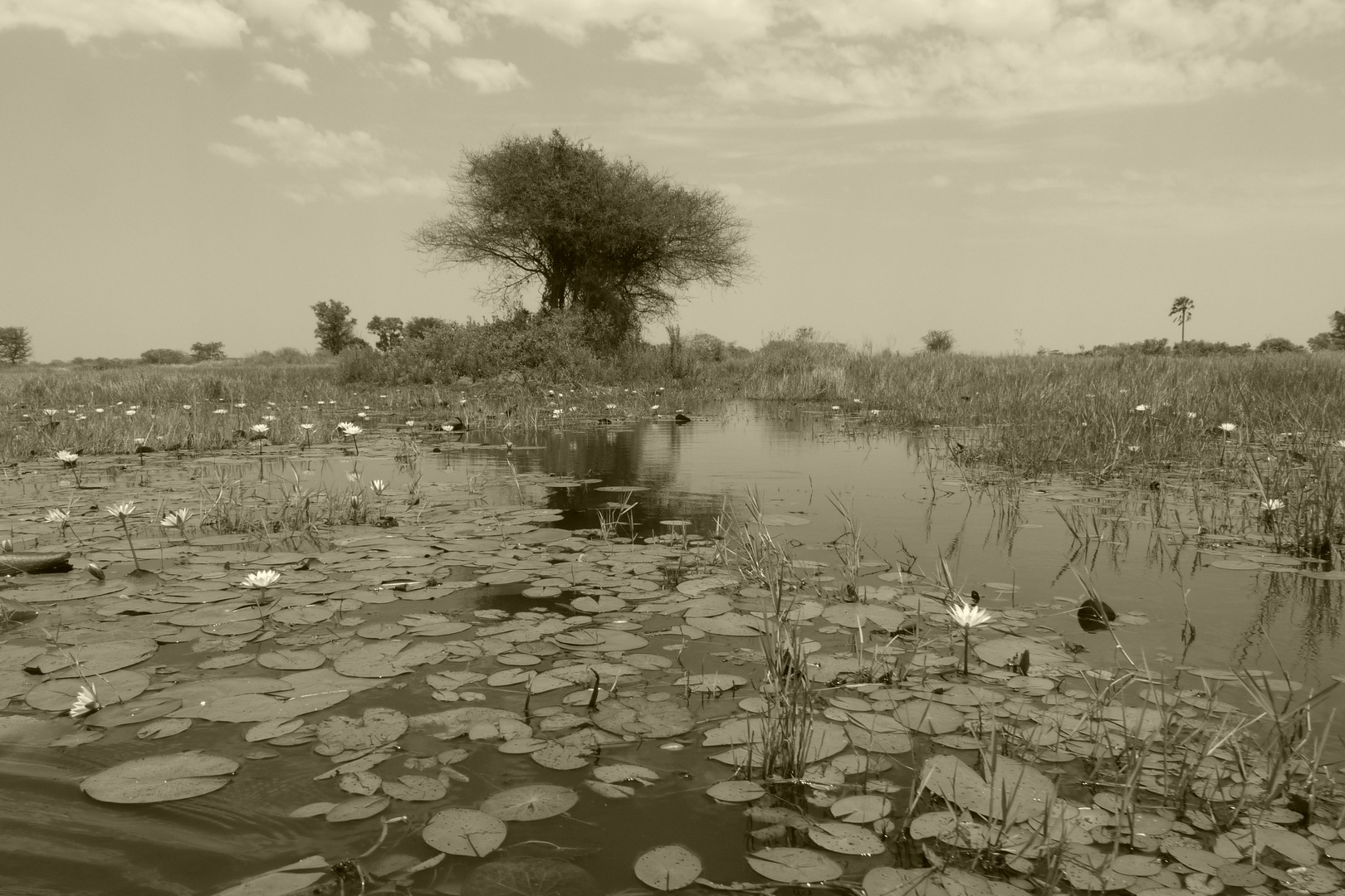 Okavango Delta