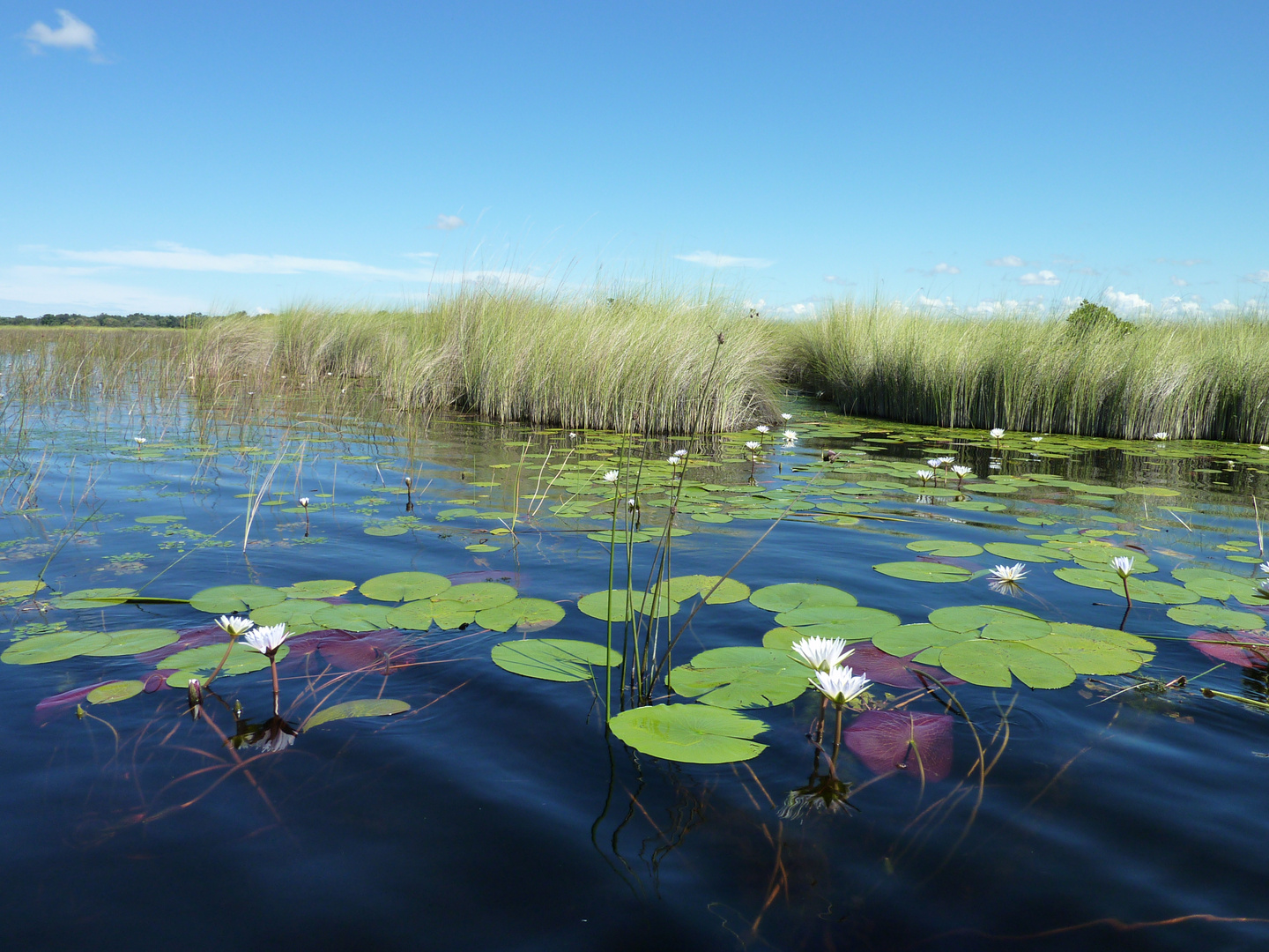 Okavango-Delta