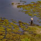 Okavango Delta