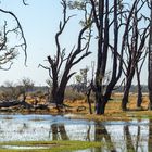 Okavango Delta