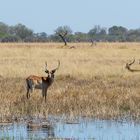 Okavango Delta