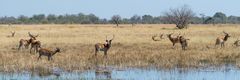 Okavango Delta