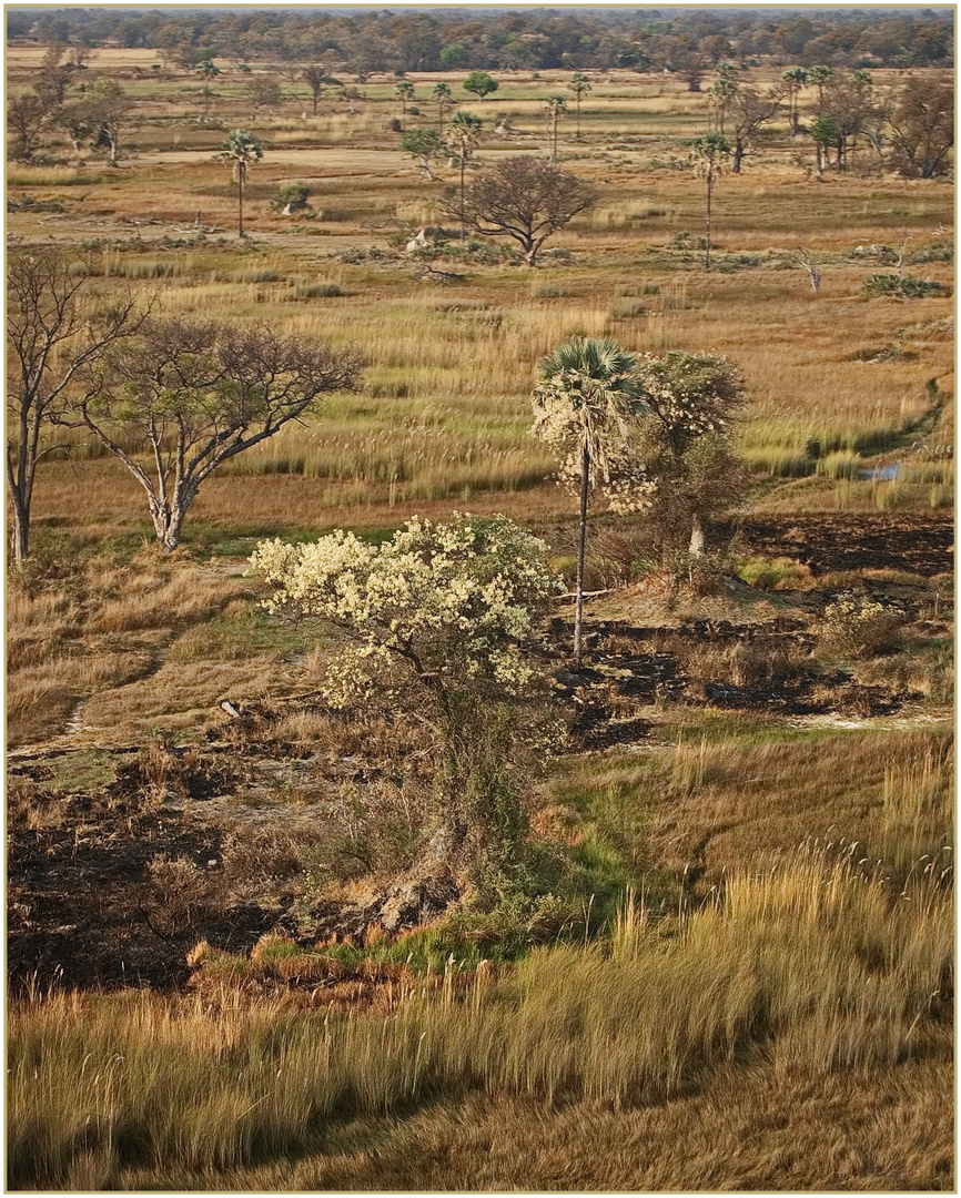 Okavango Delta in der frühen Morgensonne