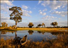 Okavango-Delta (Reload)