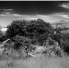 ---Okavango Dreams---