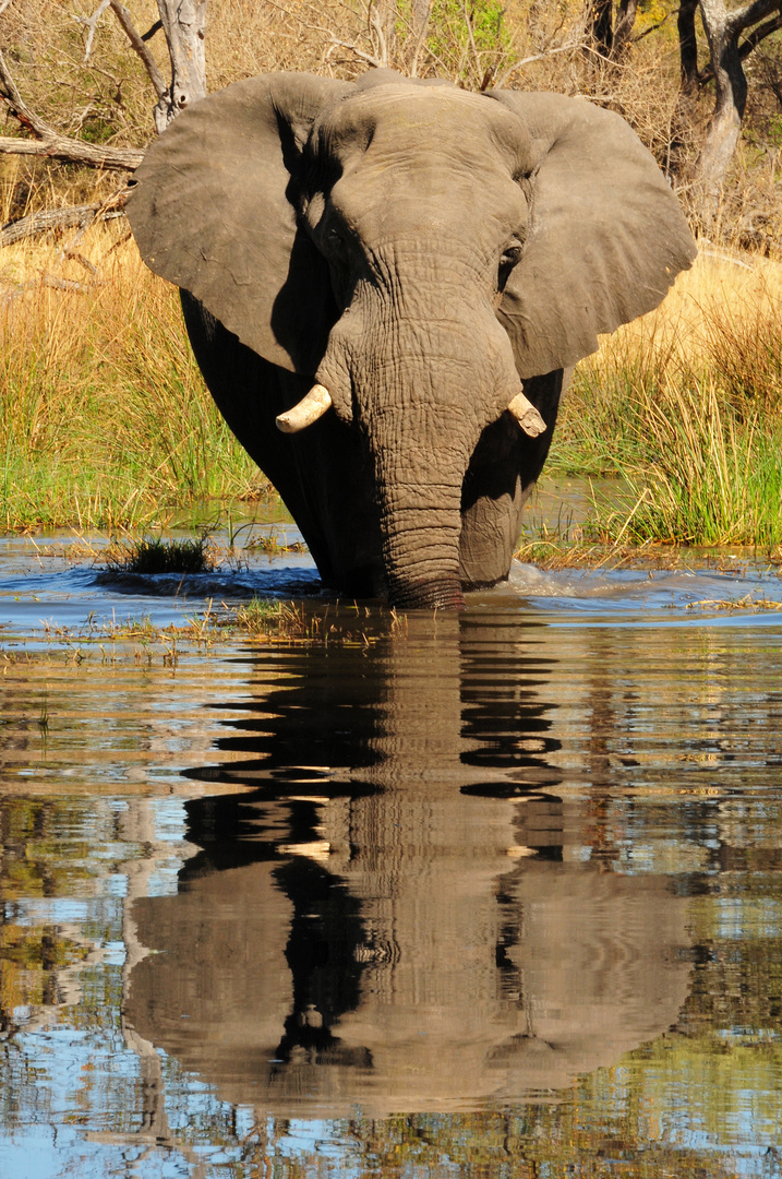 Okavango