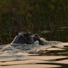 Okavango Hippo 1