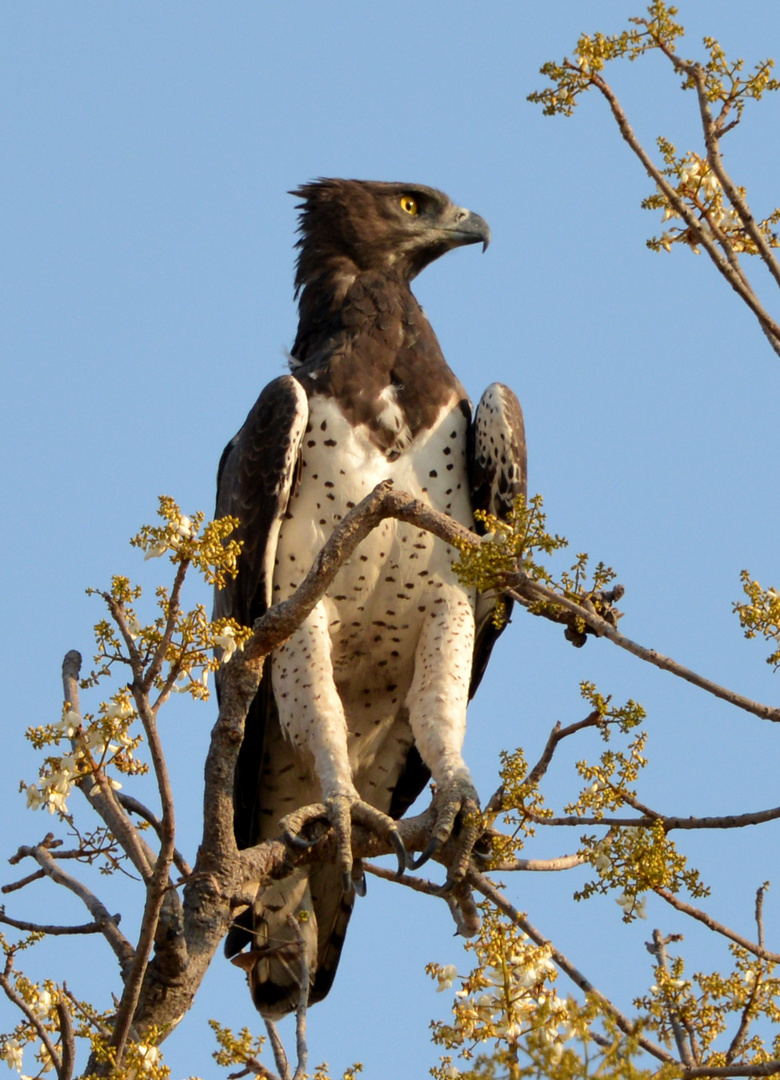 Okavango Kampfadler 1