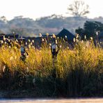 Okavango-leben am Fluss