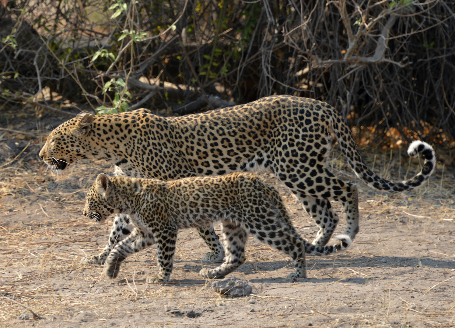 Okavango Leopard 1