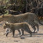 Okavango Leopard 1