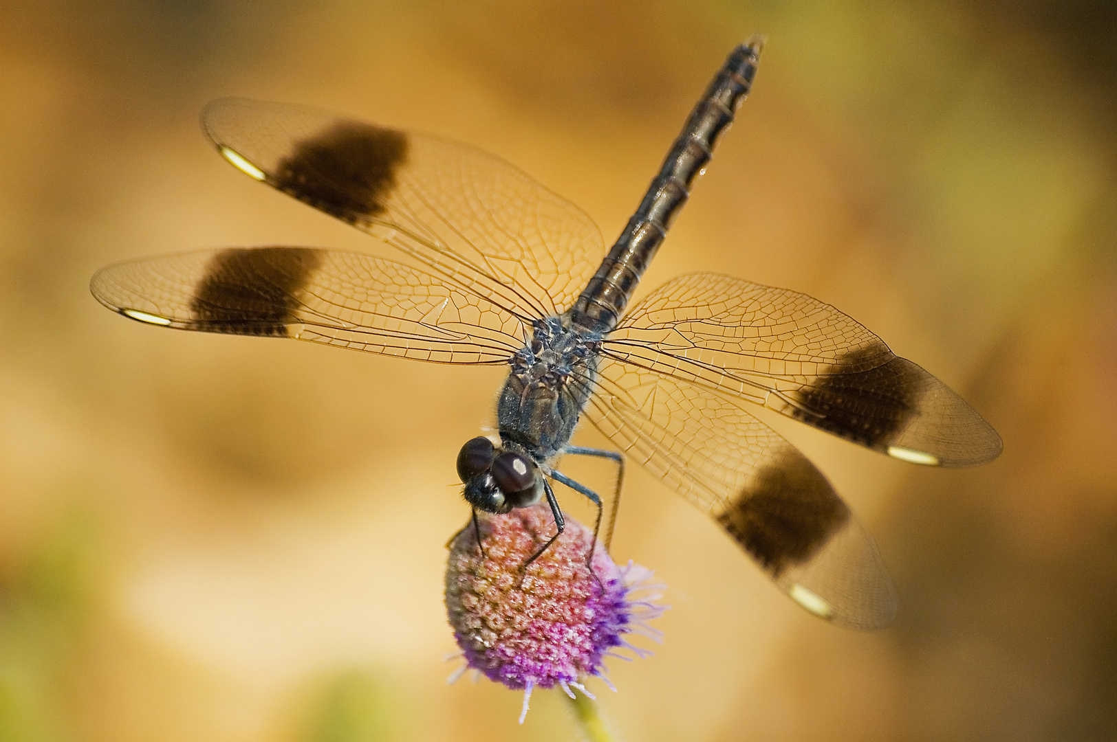 Okavango: non solo elefanti