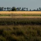 Okavango River