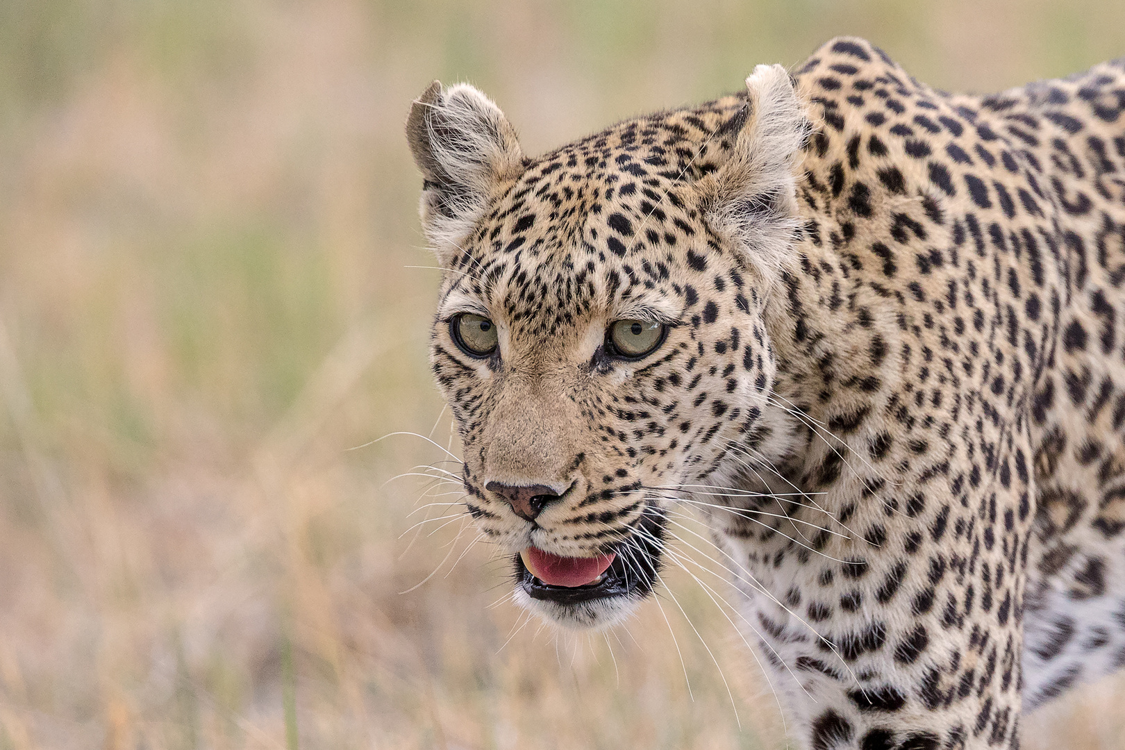 Okavango Schönheit